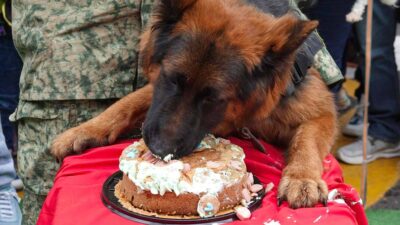 Perrito Arkadas celebra su cumpleaños con pastel y amigos