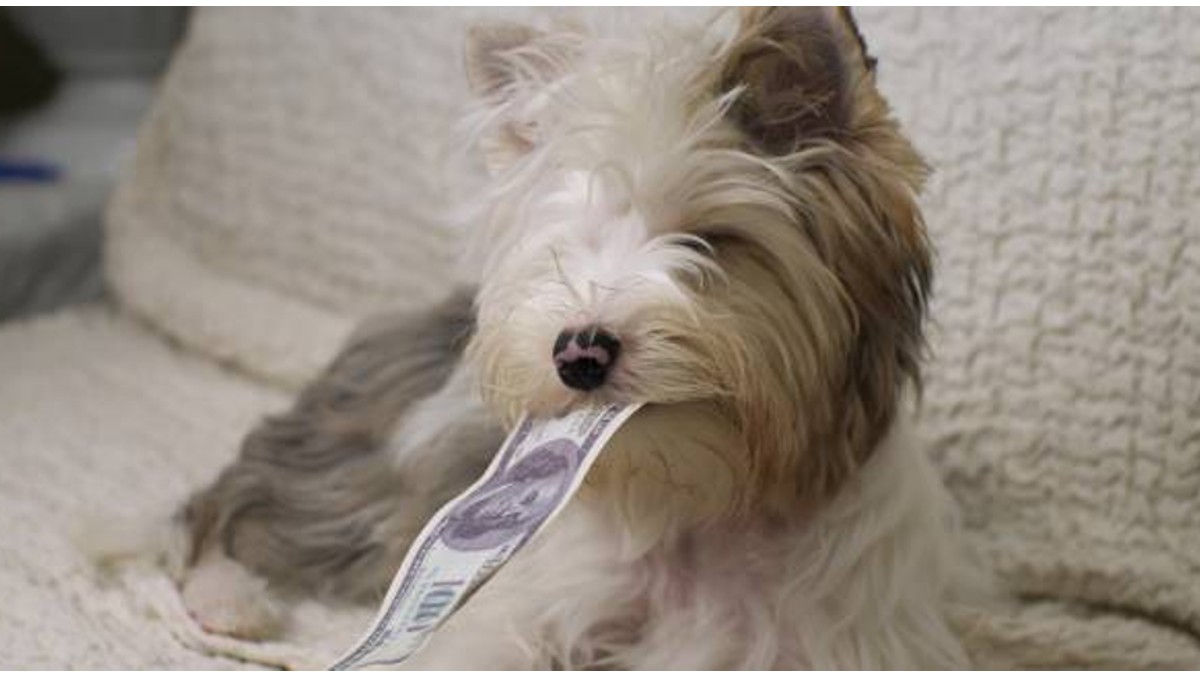 Perrito se come 4 mil dólares, así recuperaron el dinero sus dueños