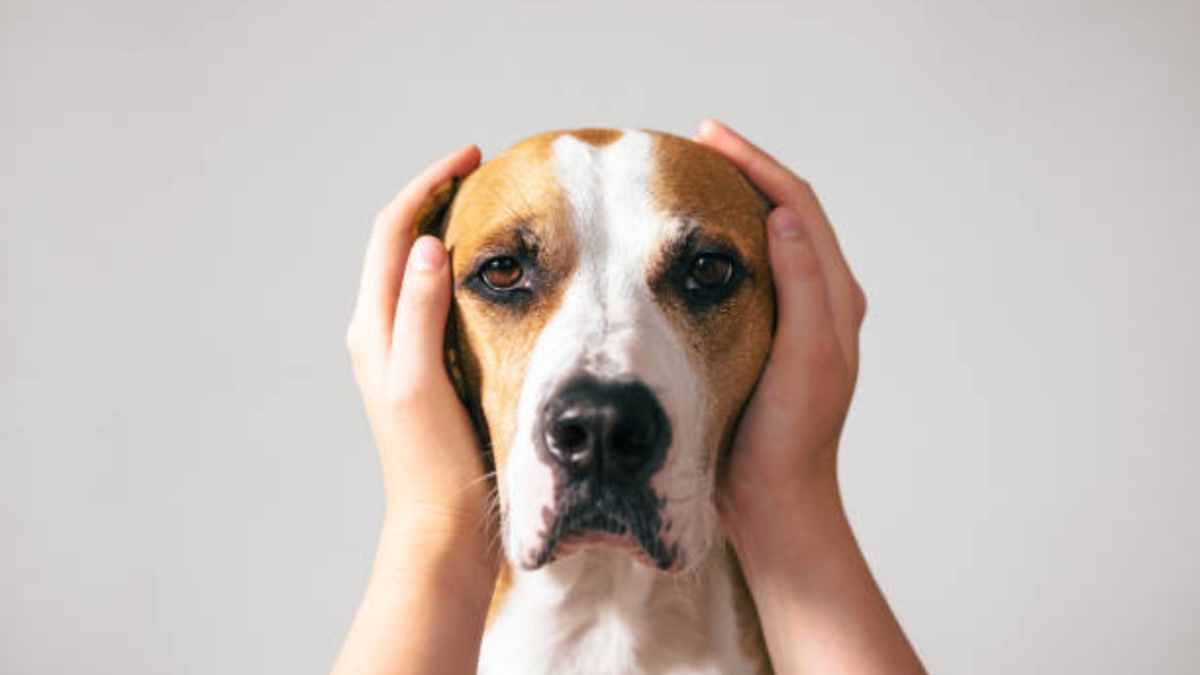 Pequeña le tapa las orejas a un perro para que no se asuste fuertes ruidos