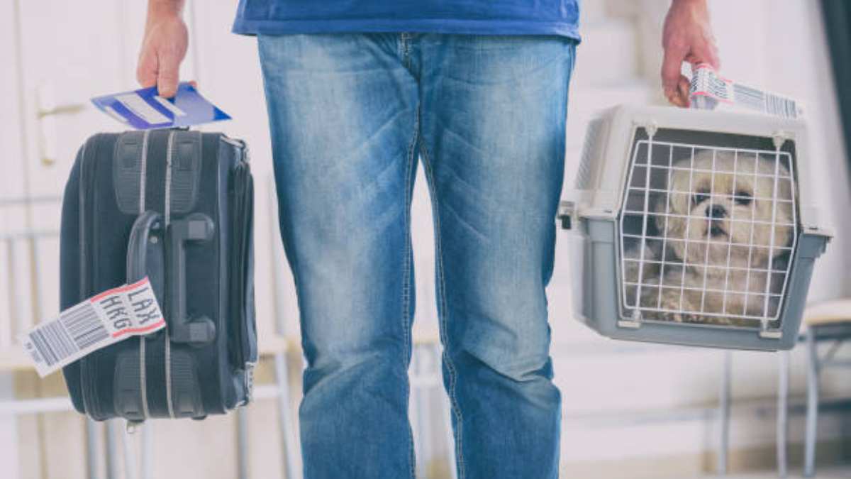 ¿Cómo viajan los perros en la zona de carga de los aviones? Tiktoker lo muestra