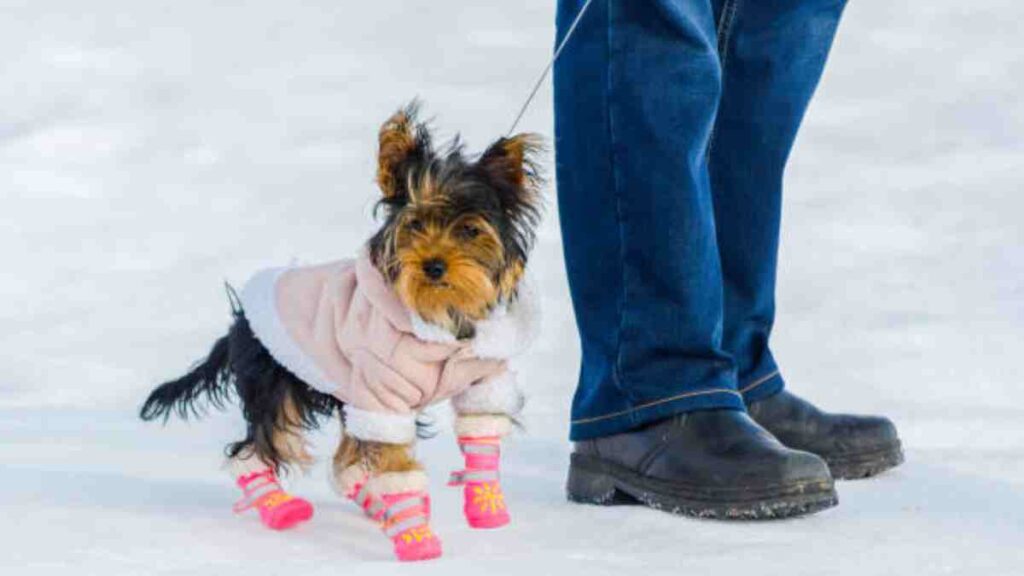 Cuidados para las almohadillas de las patas de tu perro en invierno
