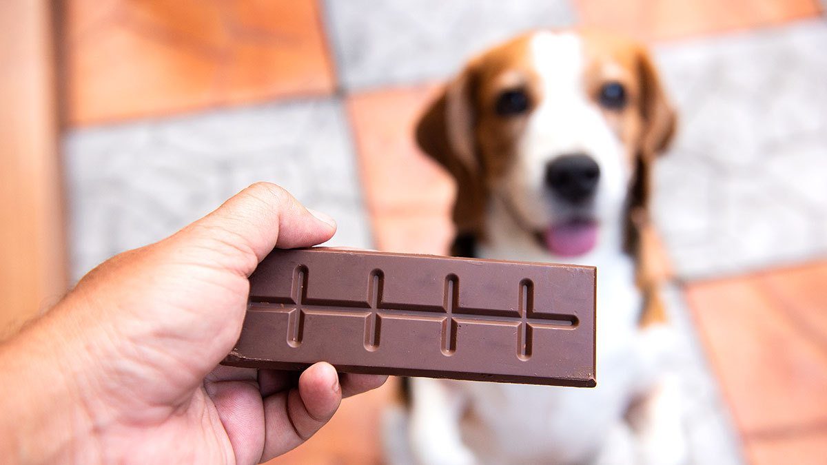 cómo puedo saber si mi perro tiene intoxicación por chocolate