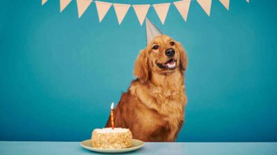 Perro se come pastel de cumpleaños con todo y vela prendida