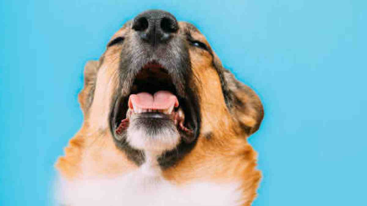 ¿Qué es la bordertella o tos de perrera y cuáles son sus síntomas? Ve qué tratamiento debe de recibir tu mascota si la contrae