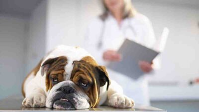 Cómo afectan las enfermedades a los perros según su talla