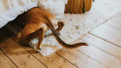 Por qué los perros se llevan la croqueta a otro lugar para comer