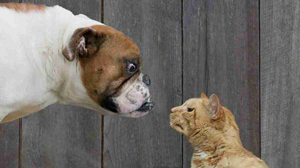 ¿Quiénes son los más leales, los perros o los gatos? Esto dice la ciencia
