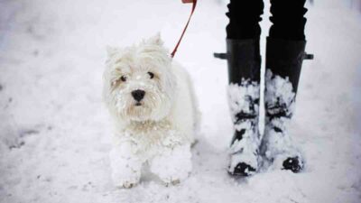Cuidados para las almohadillas de las patas de tu perro en invierno