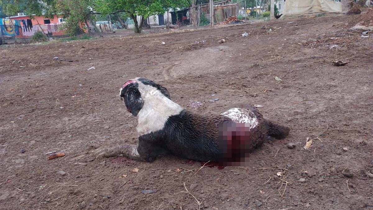 ¡Justicia para Manchas! Denuncian a hombre que agarró a machetazos a un perro en Navolato, Sinaloa