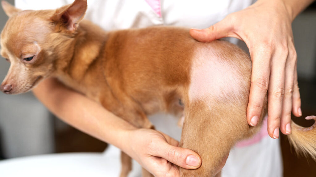 Razones por las que tu perro puede estar perdiendo pelo