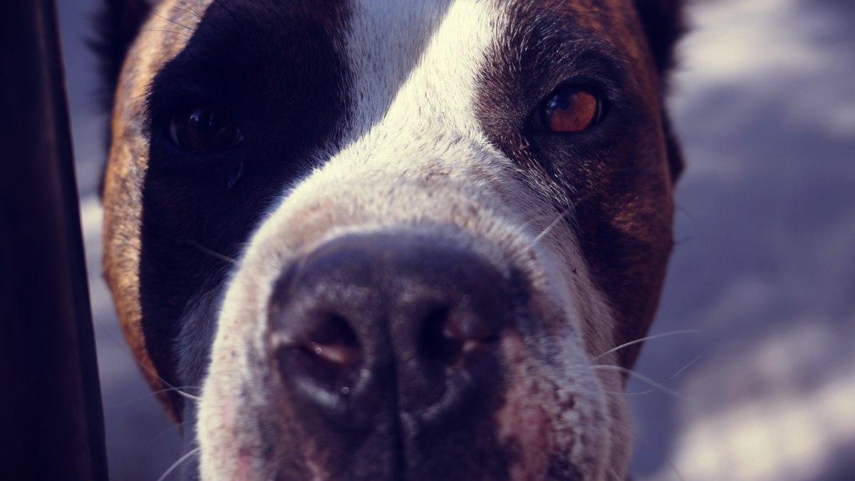 Fuerte video: Hombre permite que su perro pitbull mate a otros canes de la calle