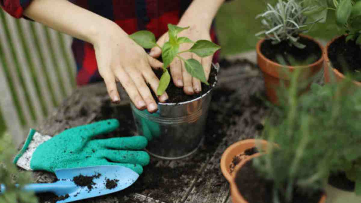 Hierbas medicinales que puedes plantar en casa