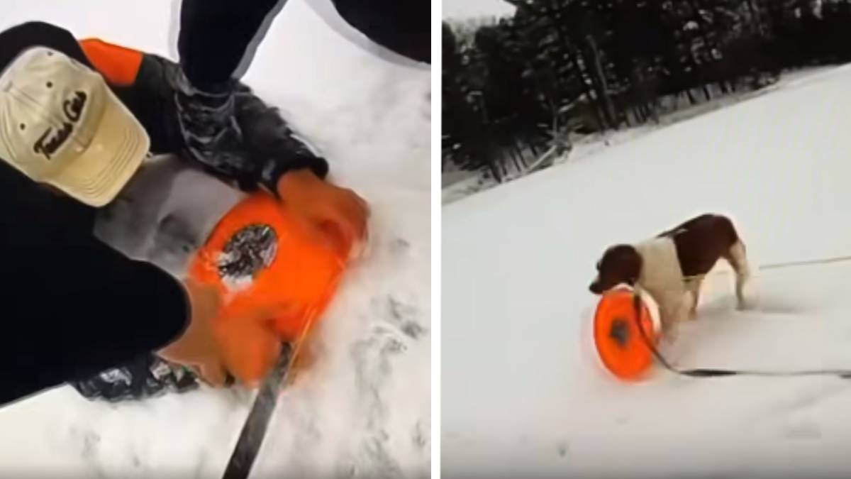 Seekor anjing menyelamatkan pemiliknya dari danau beku di Michigan