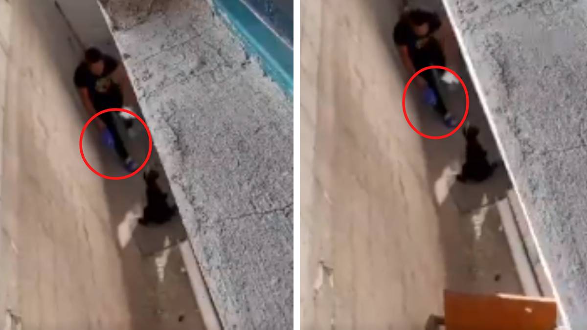 Exhiben maltrato animal en Puebla: hombre golpea a cachorro hasta hacerlo llorar