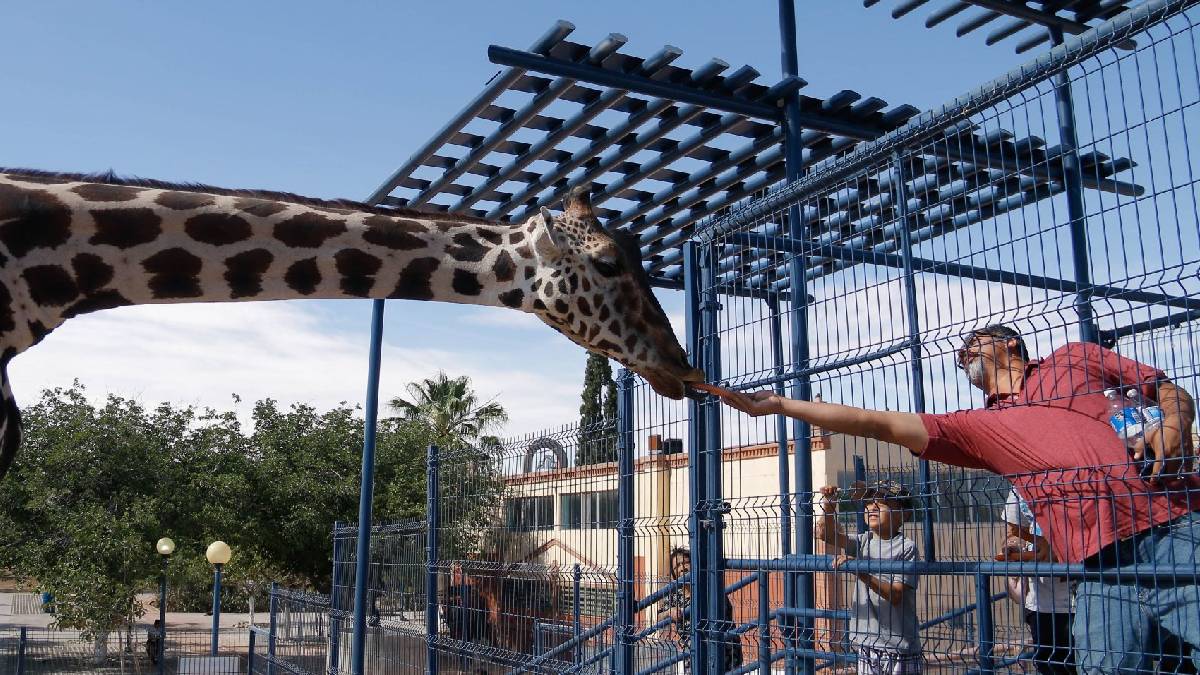 ¿Ya está a salvo? Profepa asegura a jirafa “Benito” en Ciudad Juárez