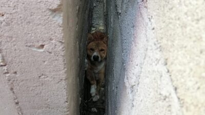 Rescatan A Perrito Atorado En Hidalgo