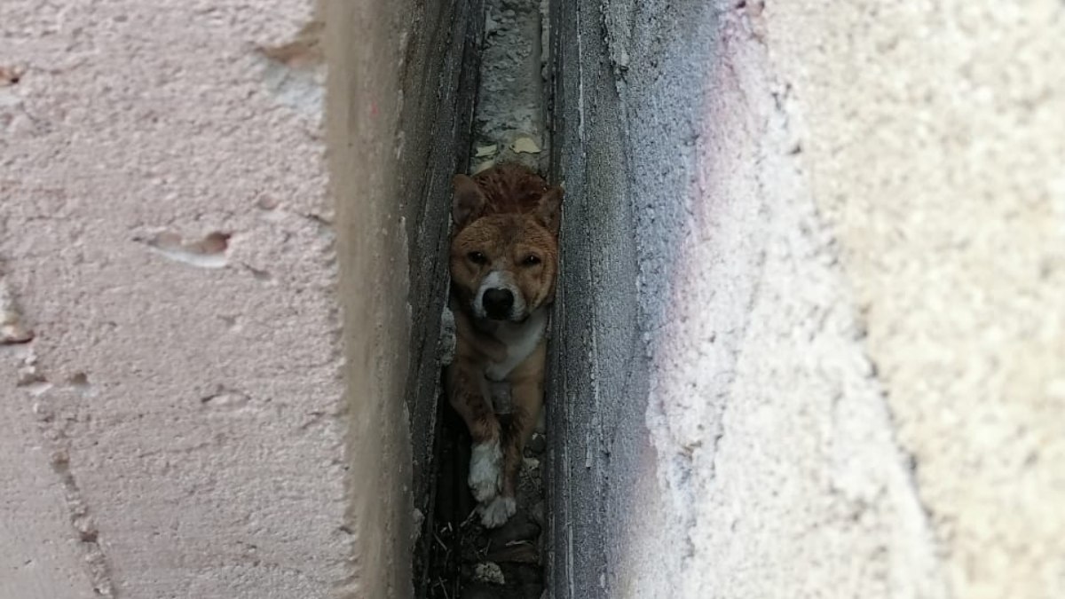 El rescate más heroico: salvan a perro atorado entre dos muros en Ajacuba, Hidalgo