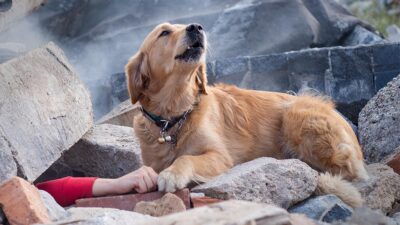 Perrito rescata mujer escombros terremoto Japón