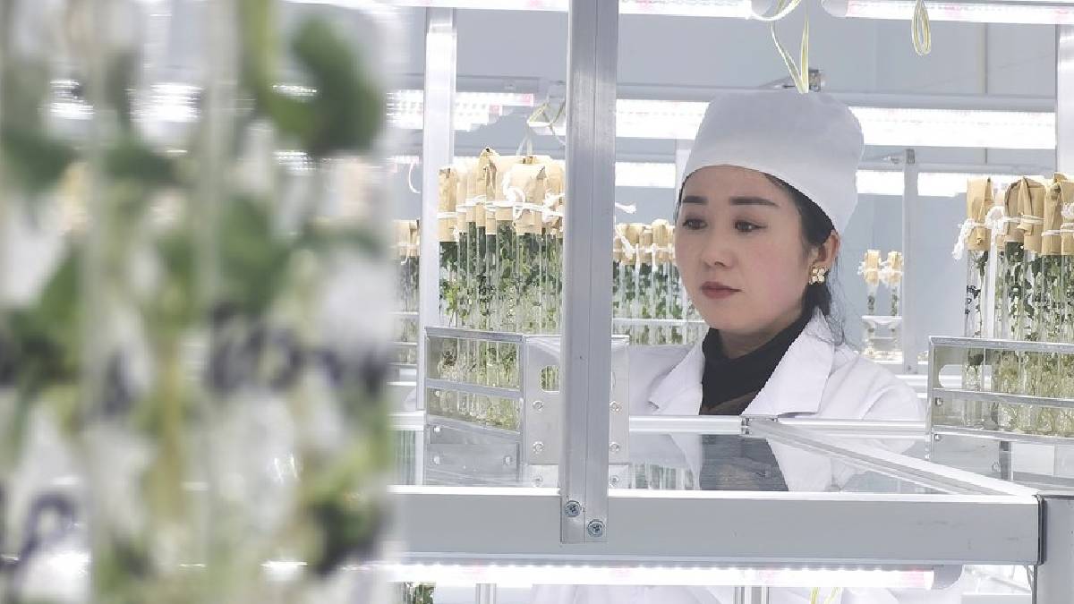 ¿Futuro de la alimentación? China siembra semillas de papa que viajaron al espacio