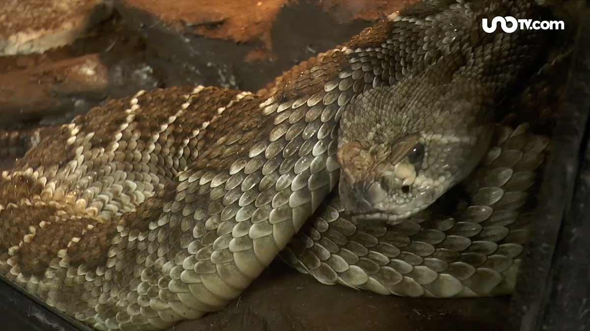 Expertos preservan la vida de las serpientes