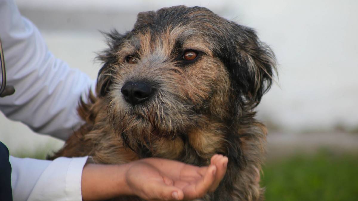 ¿Qué es el síndrome de pica en perros?