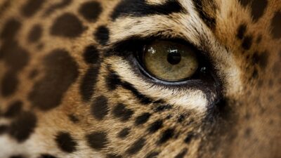 encuentran-a-jaguar-paseando-por-rancho-en-tamaulipas