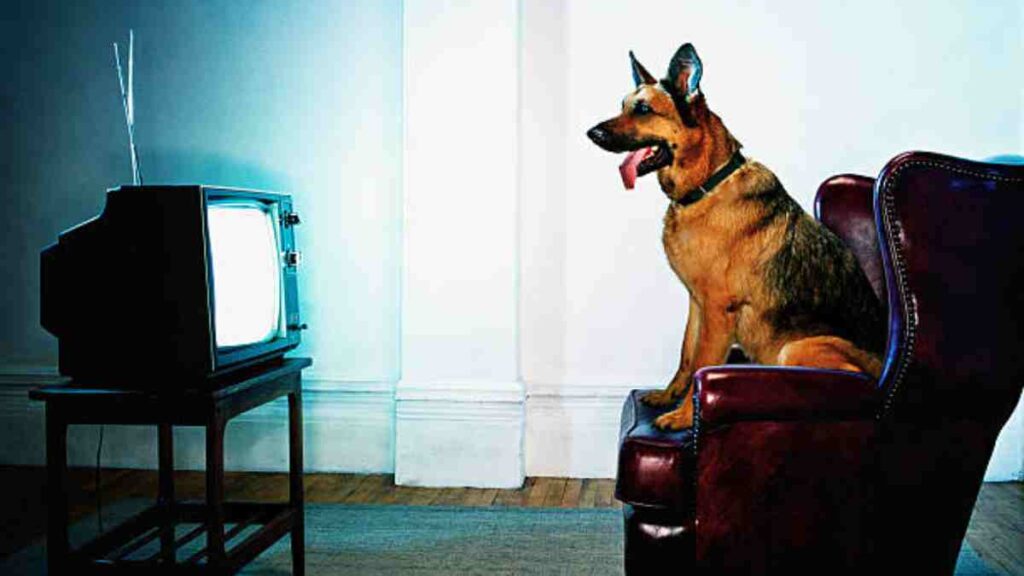 Programas de TV que les gustan ver a los perros, según la ciencia