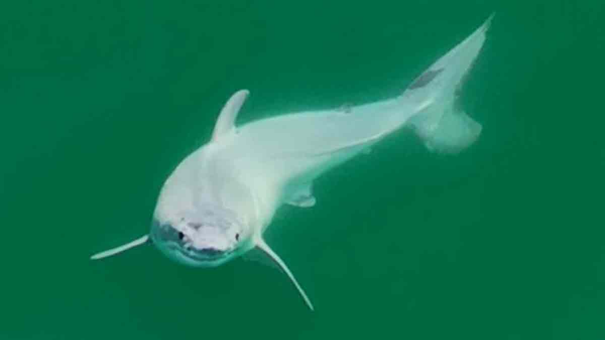 Un tiburón blanco recién nacido es captado en imagen por primera vez en el mundo