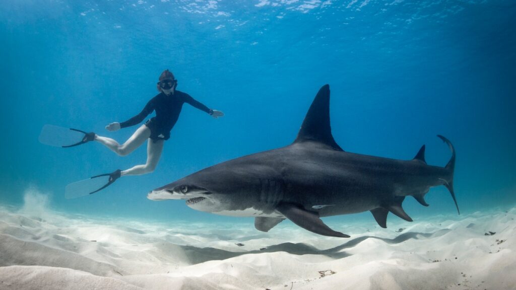 Tiburón muerde a niño en hotel de Bahamas