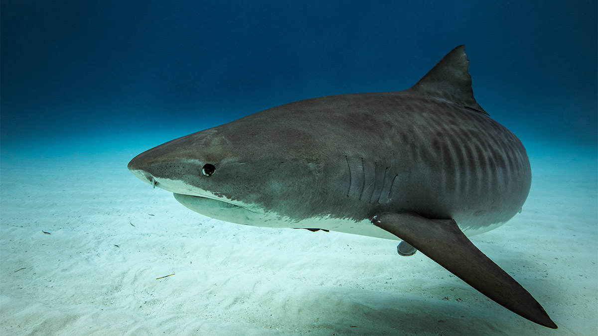 Mujer sufre ataque de tiburón en la bahía de Sídney, queda gravemente herida