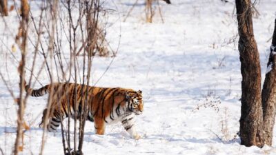 encuentran tigre siberiano en China