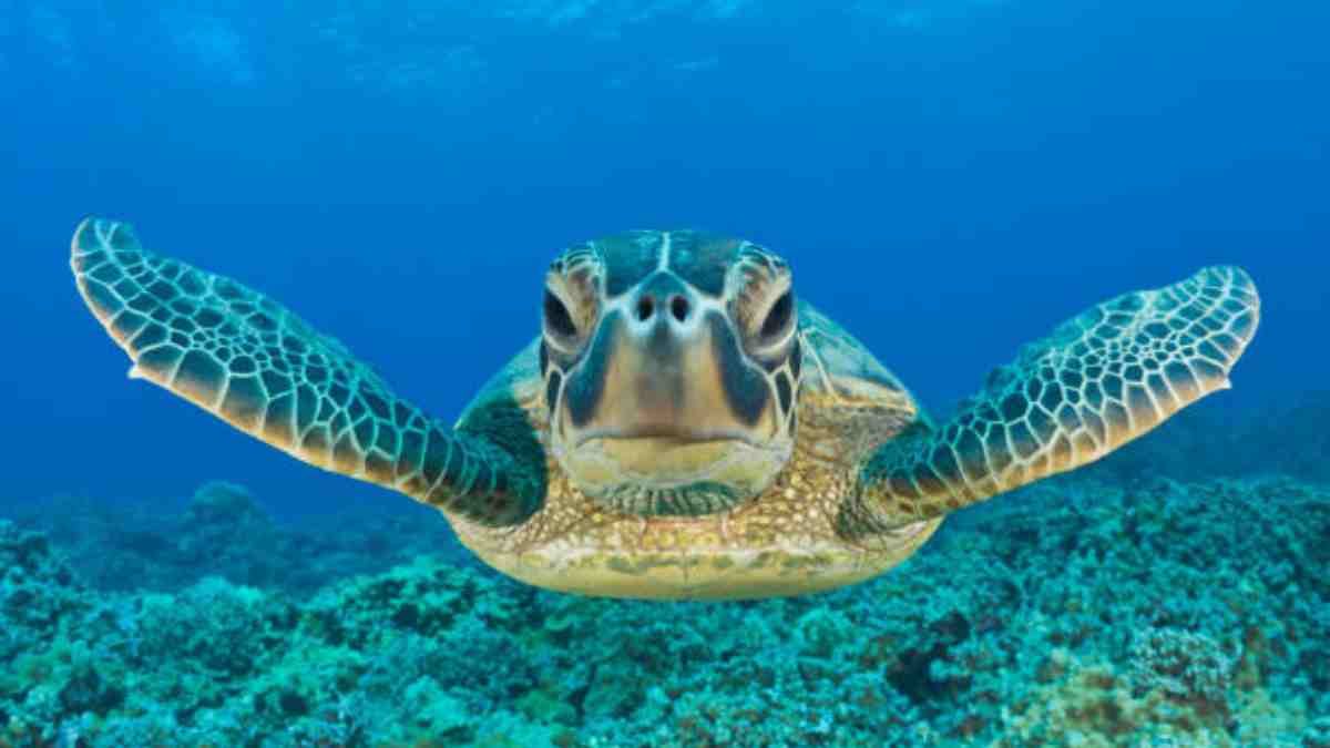 Adolescente con espina bífida visita a una tortuga marina que tiene discapacidad similar; sintió una gran conexión