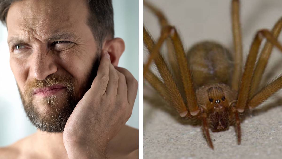 ¡Una pesadilla en la vida real! Video muestra araña viviendo en un oído