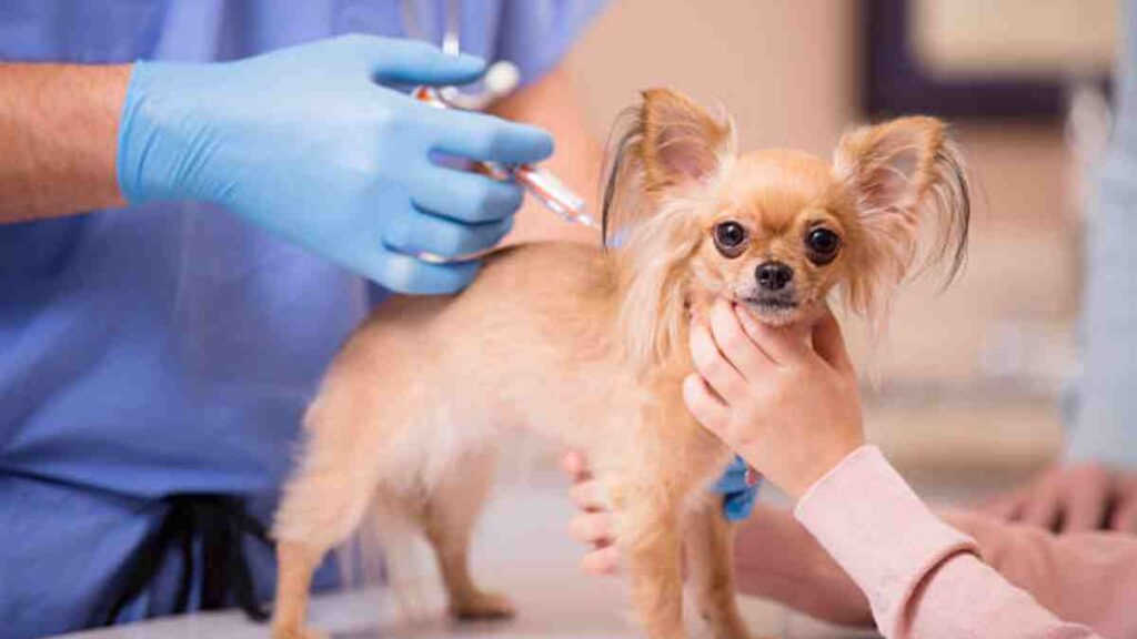 Bordertella o tos de perrera: qué es, síntomas y tratamiento para tu mascota
