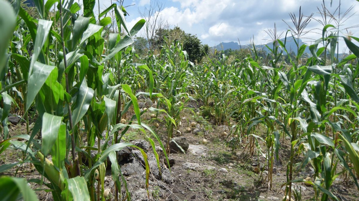 Falta de agua y sequía amenazan la producción de maíz en México