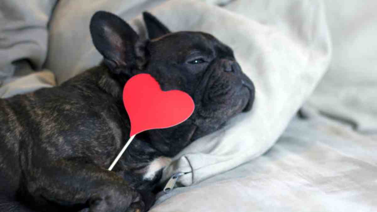 ¿Los perros se pueden enamorar? Esto dice un psicólogo