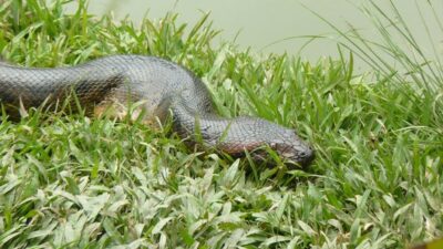 Anaconda Nueva Especie