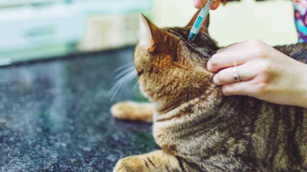 Peste bubónica en gatos: síntomas