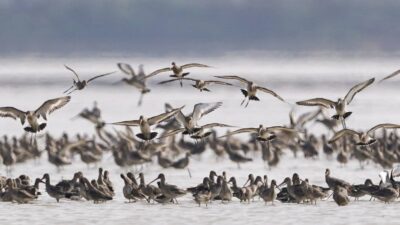 Aves migratorias en peligro de extinción se multiplicaron en humedal