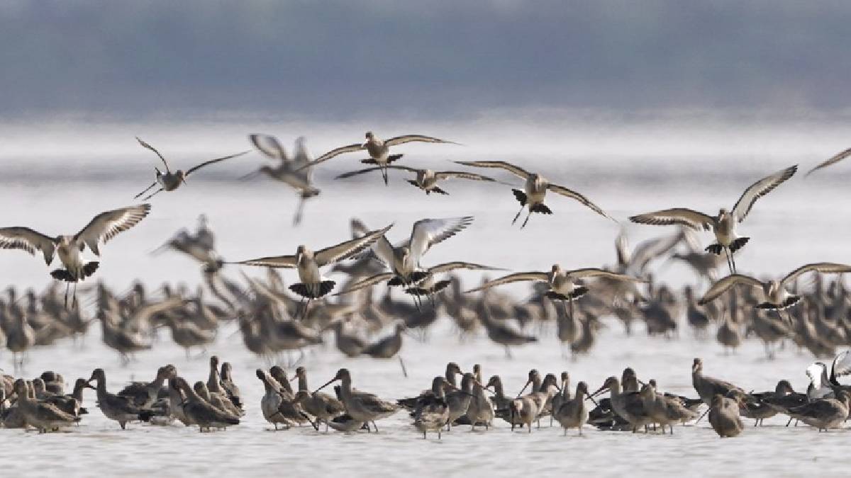 Humedal del norte de China se convierte en refugio de aves migratorias en peligro de extinción