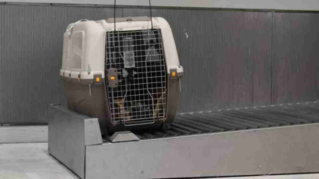 Empleados del aeropuerto de Madrid reciben con cariño a perro
