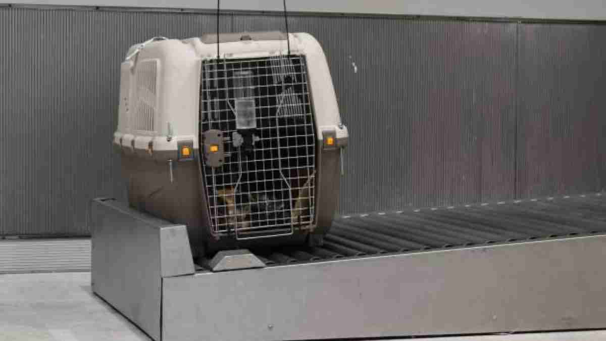 VIDEO: Empleados del aeropuerto reciben con amor a perrito que huyó de Rusia debido a la guerra