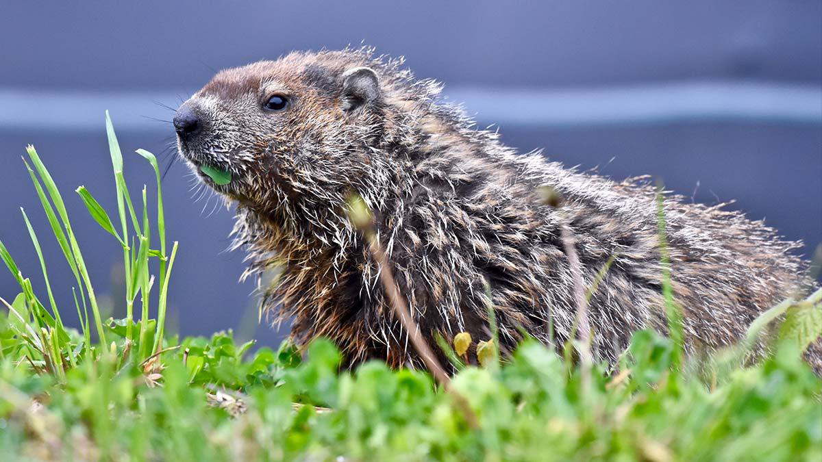 Bañan a marmota y su reacción se hace viral en redes sociales
