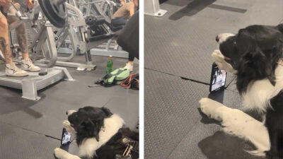 Perro graba a su dueño con el celular mientras hace ejercicio