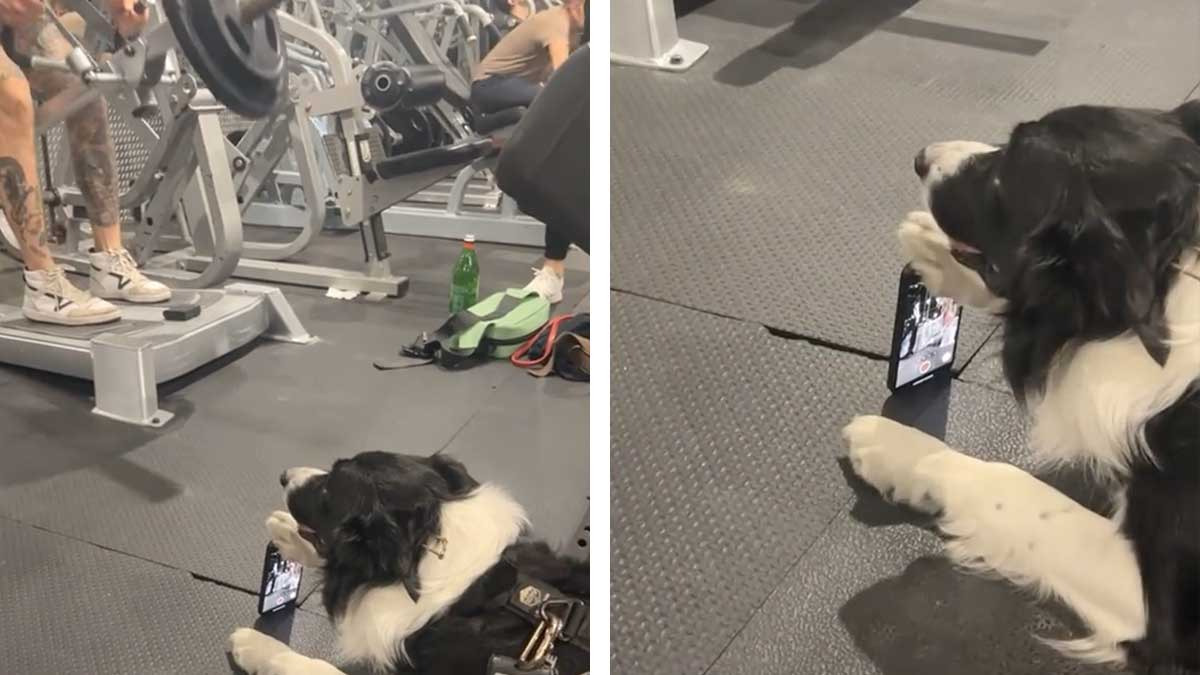 ¿Le ayudo, joven? Perrito graba a su dueño con el celular mientras hace su rutina de ejercicios