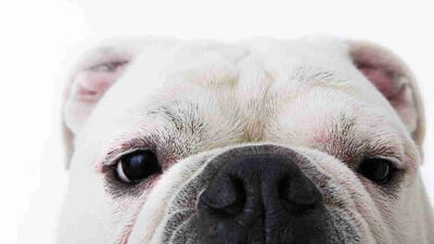 Puedes saber cuánto vivirán los perros, según el tamaño de su nariz
