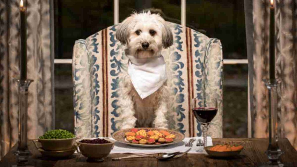 Cita a ciegas el 14 de febrero del 2024: cena con perros en adopción