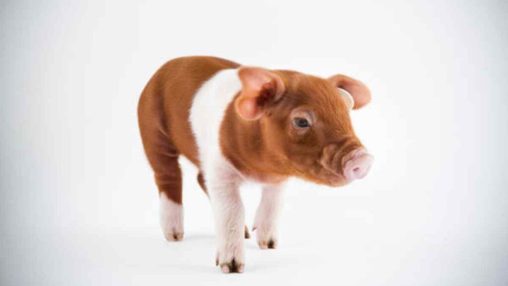Mini pig: cuidados, alimentación y cuánto cuesta tenerlo como mascota