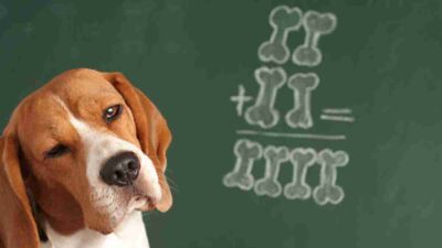 Test de sociabilidad para perros en España: qué es