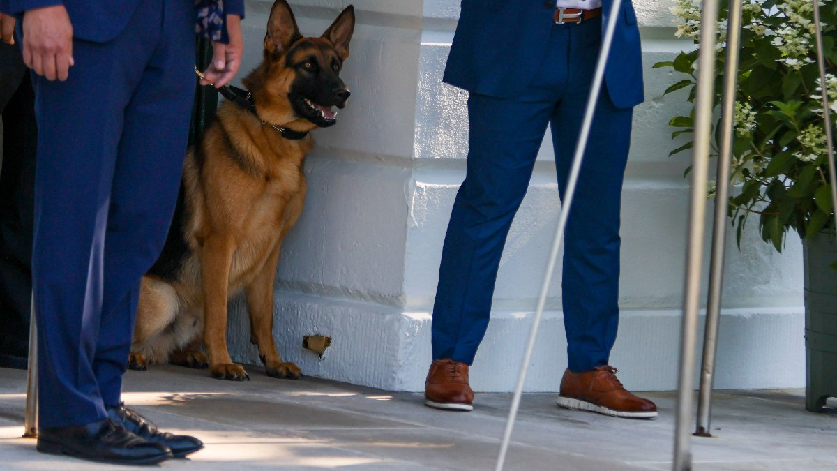 Commander el perro de los Biden fue expulsado de la Casa Blanca por morder a 24 agentes del servicio secreto